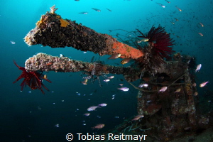 AA guns from the side, Gyoshin Maru, Tioman Island by Tobias Reitmayr 